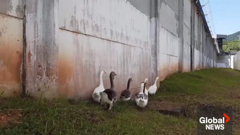 Brazilian prison guard geese