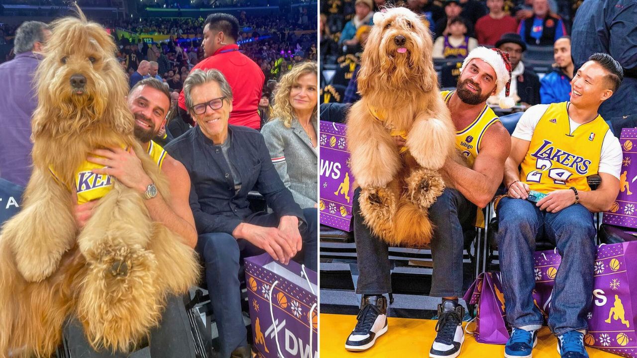 Brodie the Goldendoodle Stole the Show While Sitting Courtside at