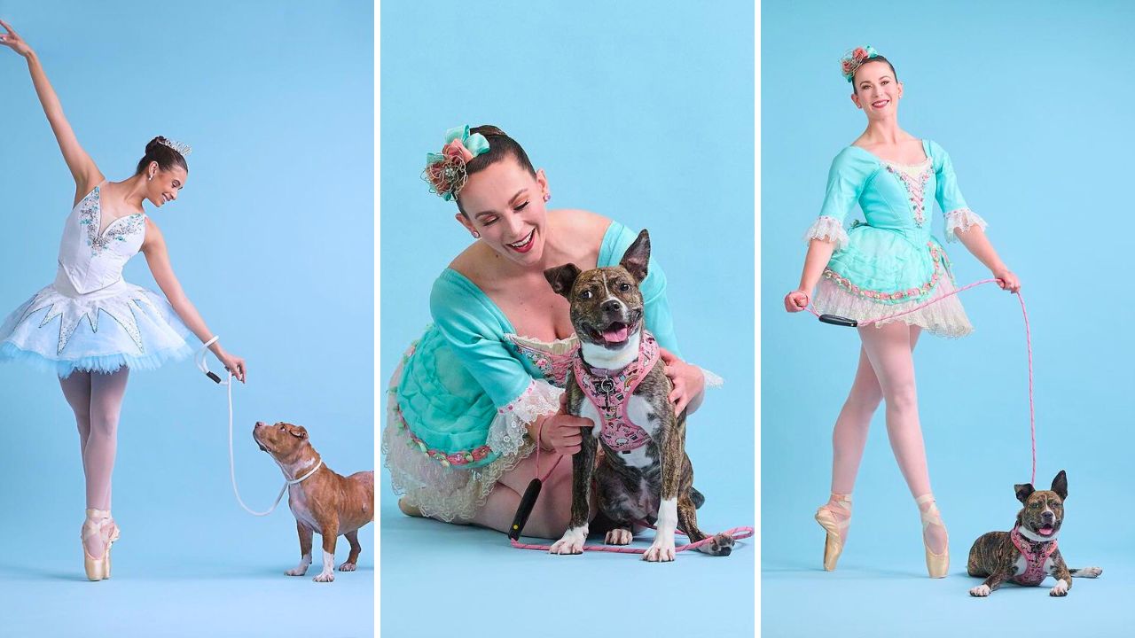 Dancers and Dogs presents The Muttcracker with the Saint Louis Ballet and Stray Rescue