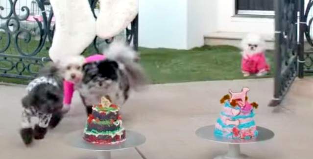 Demi Lovato and Paris Hilton's dogs eating holiday cake