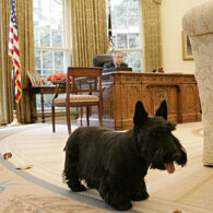George W. Bush's pet Barney Bush