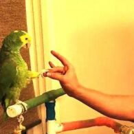 Kenny Omega's pet Parrot