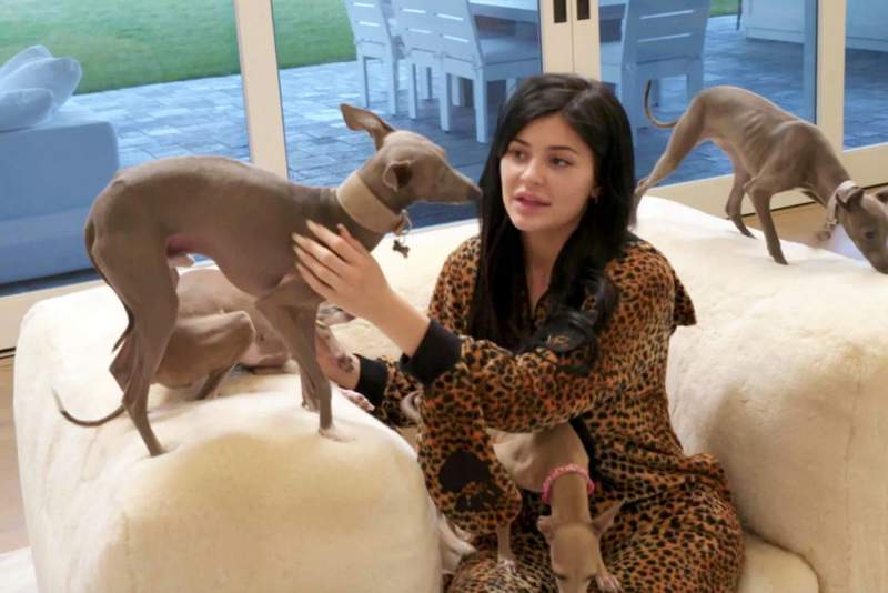 Kylie Jenner with her Italian Greyhounds