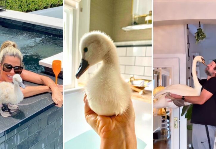Meet Lola the Swan Influencer: From a Rescue To Living It Up Poolside