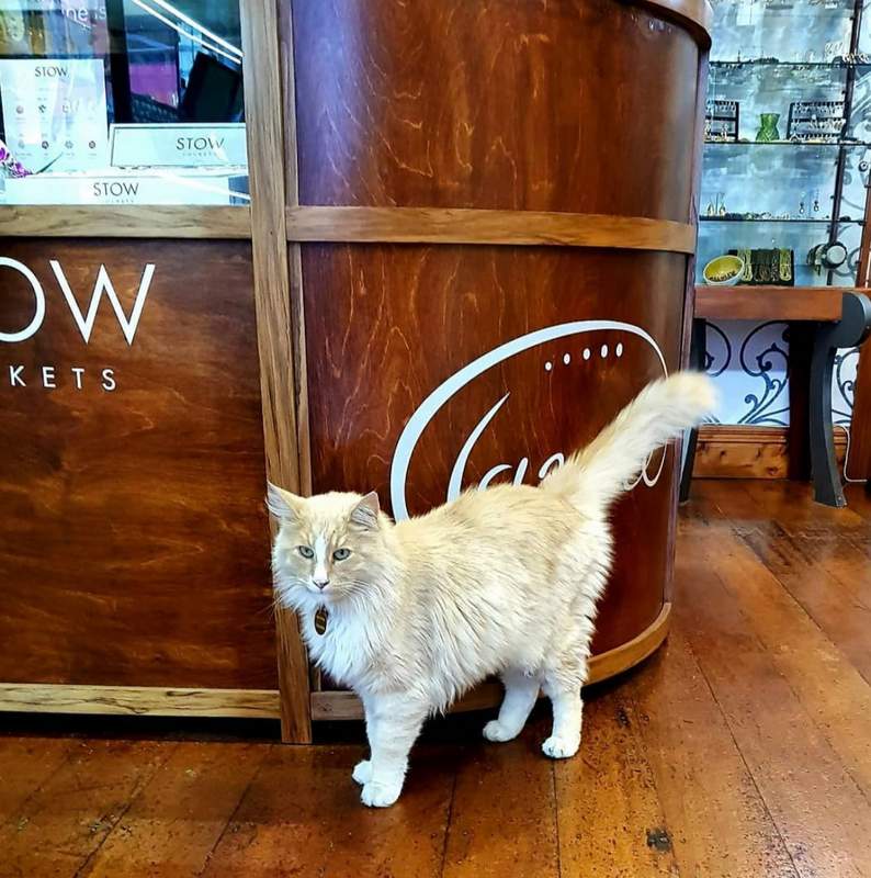 Mittens the Cat visiting a local business