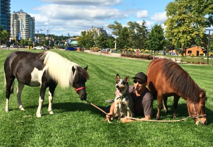 Small Town Horses in the Big City: Meet Oreo and Ember the Mini Horses