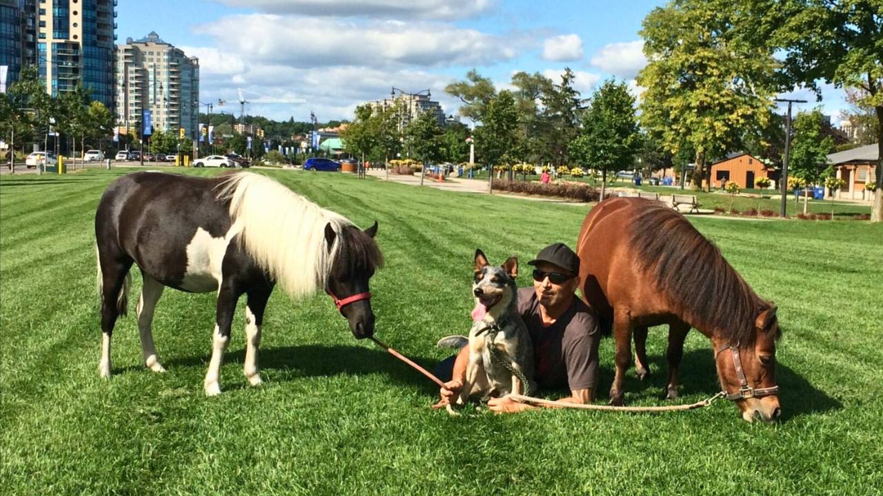 Mini Horses in the Big City Meet Oreo and Ember in Barrie Ontario