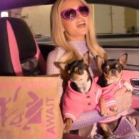 Paris Hilton's pet Diamond and Baby (Cloned Chihuahuas)