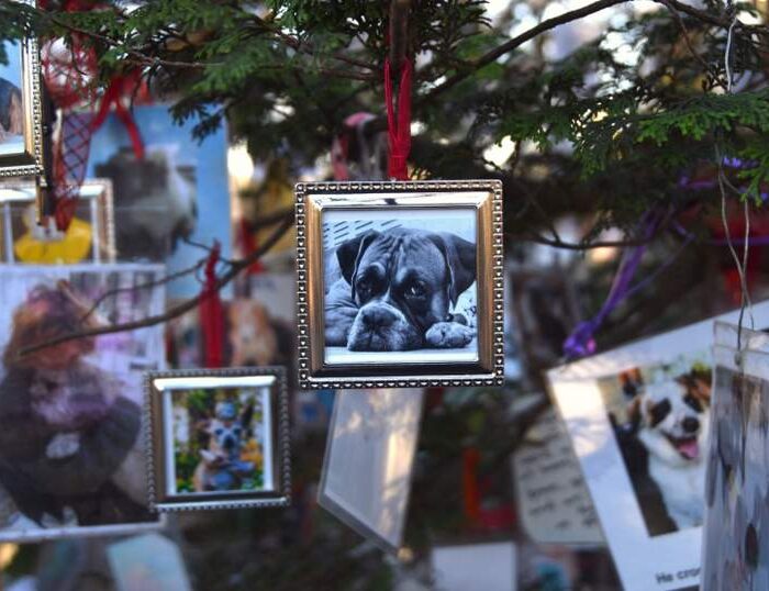 Pet memorial decorations on the Furever Tree