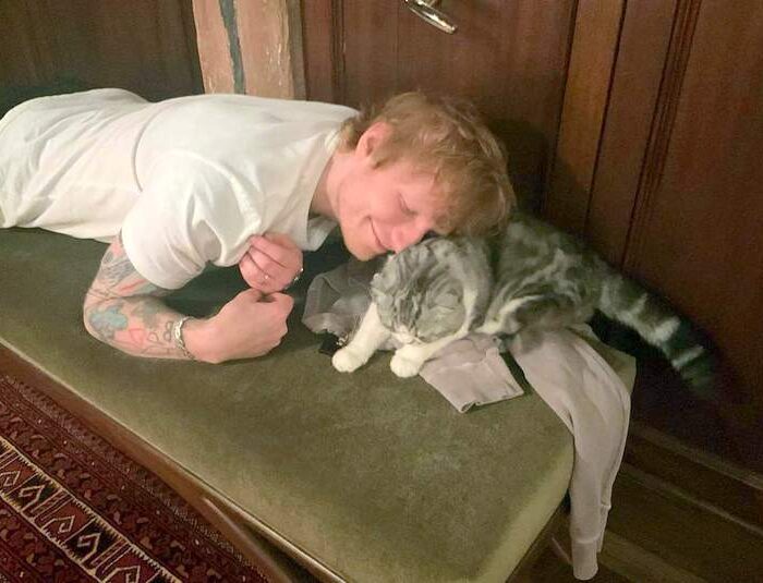 Photo of Ed Sheeran and Taylor Swift's cat Meredith Grey