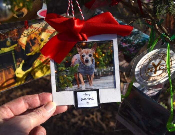 Photo of a deceased pet on the Furever Tree