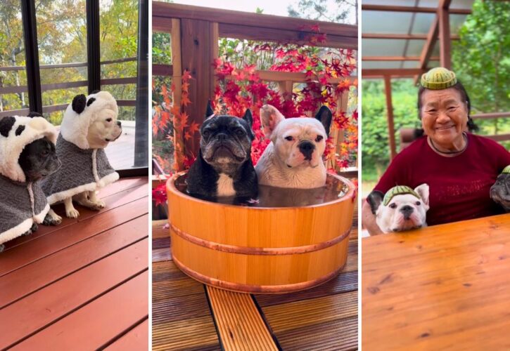 Soak in the Cute and Cozy Life of Frenchies Angel and Smile (@take_to_angel)