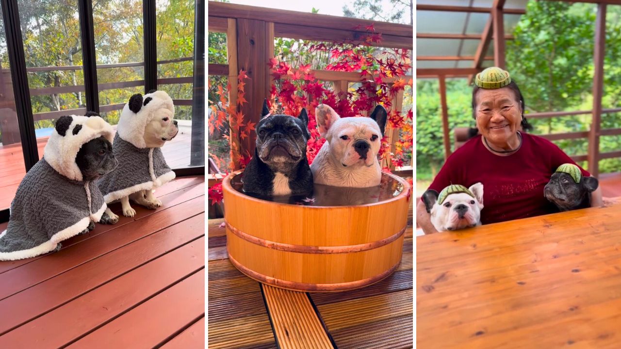 Soak in the Cute and Cozy Life of Frenchies Angel and Smile take_to_angel