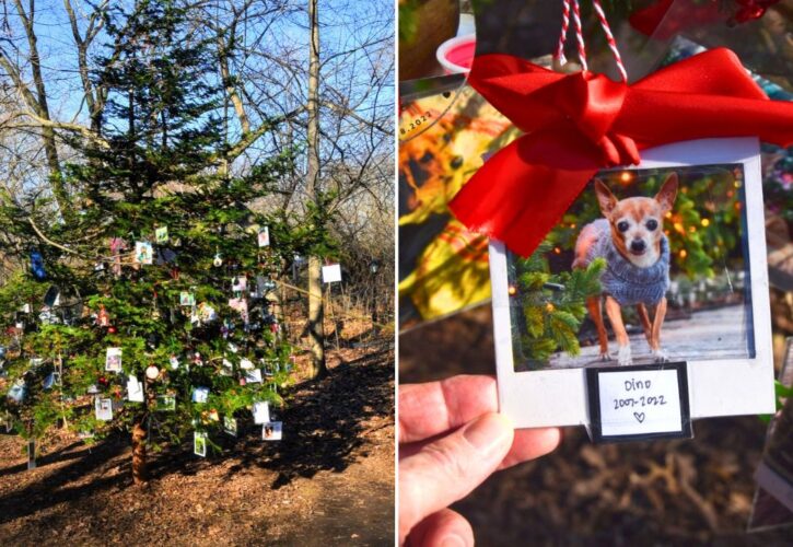 The Furever Tree: A Pet Memorial Christmas Tree Hidden in New York’s Central Park