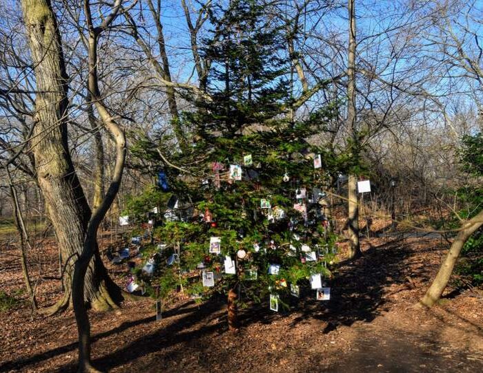 The Furever Tree in Central Park NYC