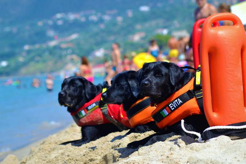 Three dog lifeguards protecting an Italian beach