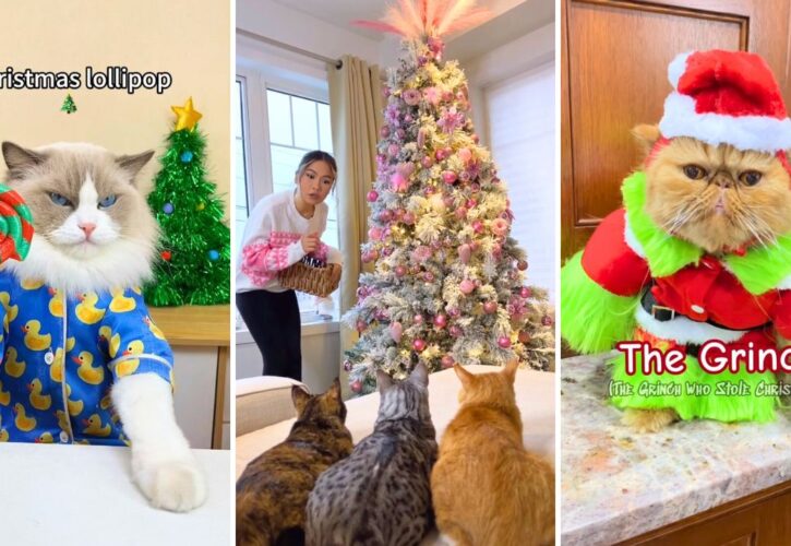 Top 10 Cat Influencer Christmas Posts on Instagram