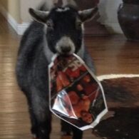 Bill Goldberg's pet Goatberg