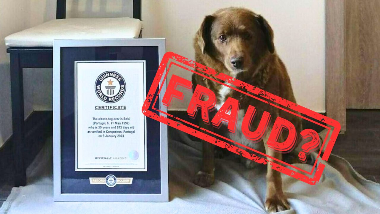 Bobbi, the World’s Oldest Dog, Being Investigated for Fraud