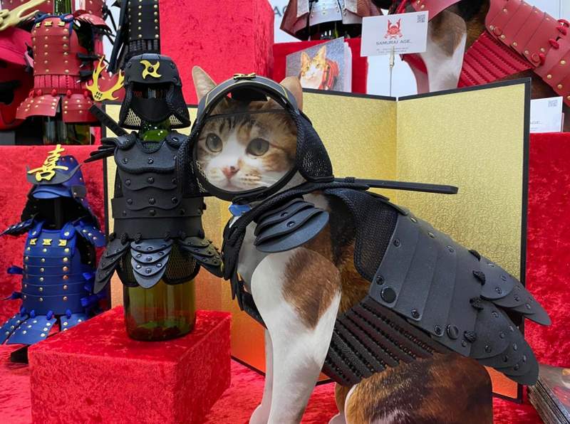 Cat wearing Samurai armor
