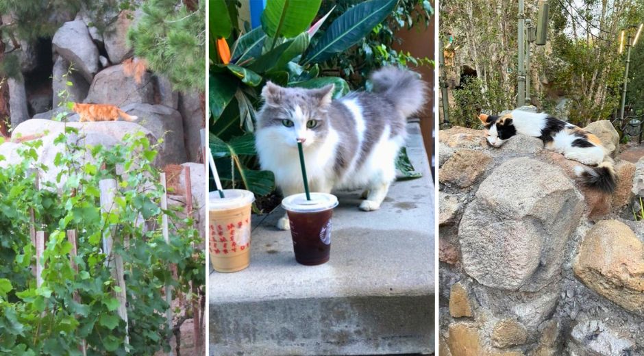 Disneyland feral community cats
