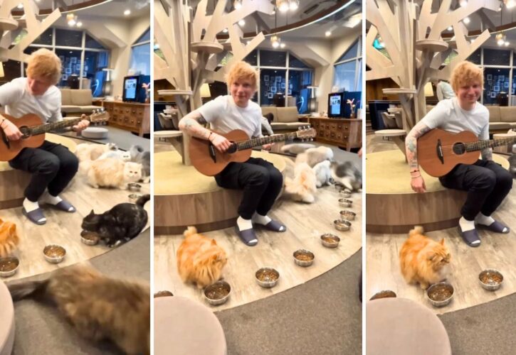 Ed Sheeran Performs at the Same Cat Cafe After 10 Years - And Bombs Again