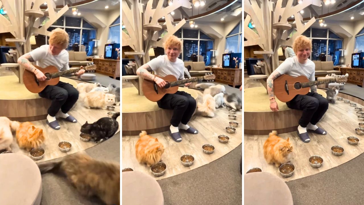 Ed Sheeran Performs at the Same Cat Cafe in Japan After 10 Years and Bombs Again