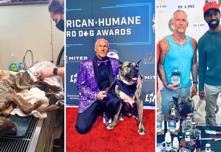 Ethan Almighty: From Near Death, to American Humane Hero Dog Winner, to Whiskey Influencer