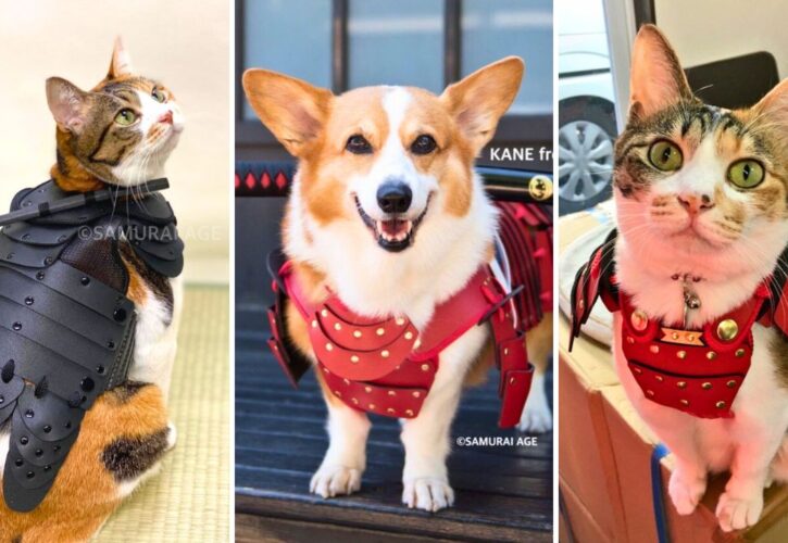 You Can Finally Buy Samurai Armor for Your Cats and Dogs