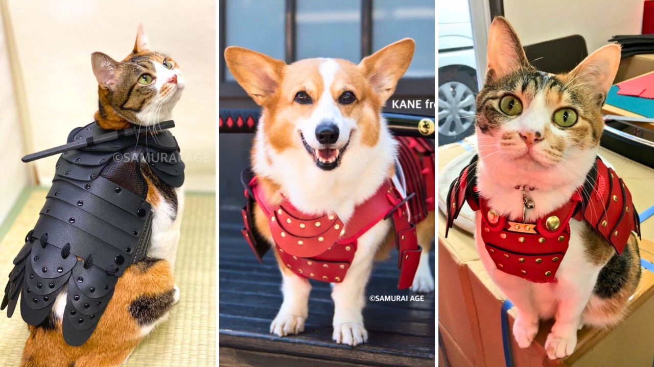 Japanese samurai armor costumes for cats and dogs - Samurai Age