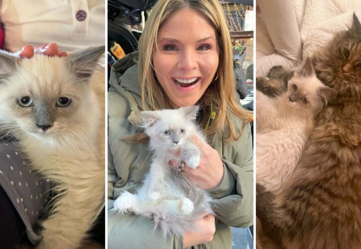 Jenna Bush Hager Adopts a New Kitten Named Mr. Mango Mellow