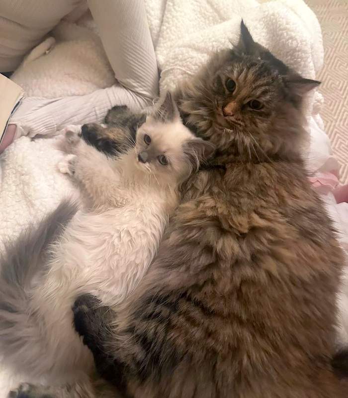 Jenna Bush Hager's two cats Hollywood and Mango spooning