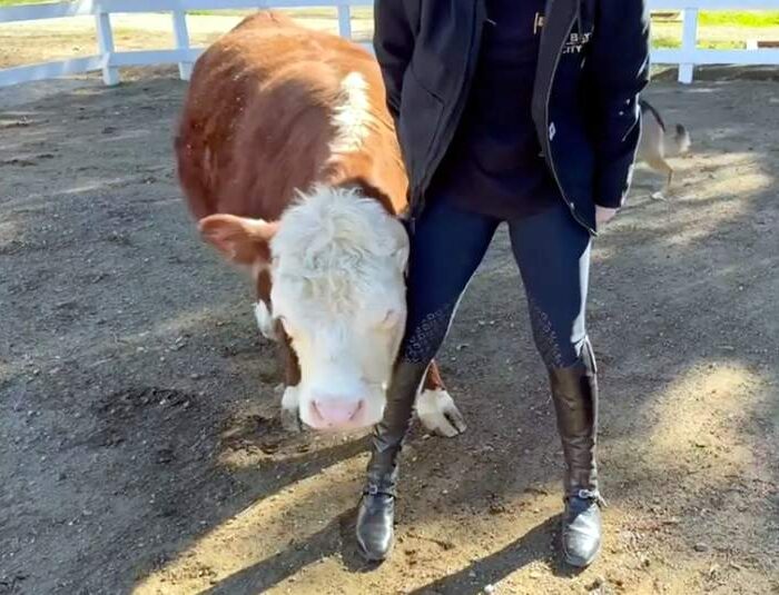 Kaley Cuoco instagram story of her cow Connie Cowstein