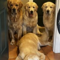 Kirk Herbstreit's pet Theo, Mitch, and Peter