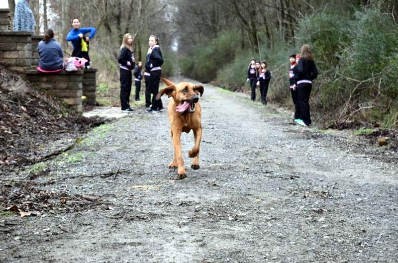 Ludivine the Bloodhound running a half-marathon