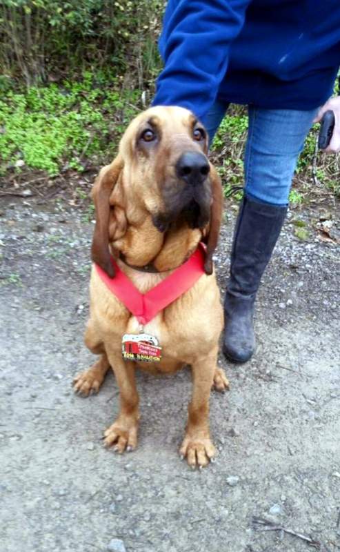 Ludivine the Bloodhound with her half-marathon medal