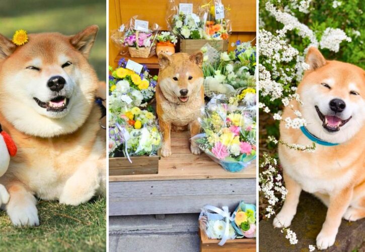 Maru Taro the Shiba Inu, One of the Original Pet Influencers, Has Passed Away at 16 Years Old