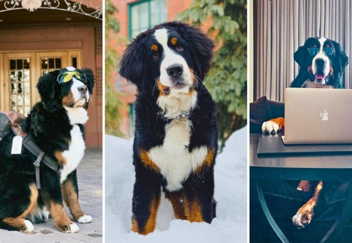 Meet Kitty Jacob Astor II: The Charming Canine Concierge at the St. Regis Hotel in Aspen