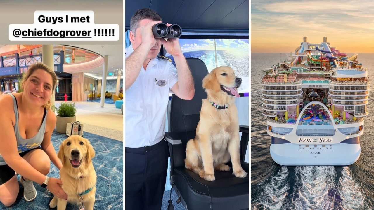 Meet Rover the Chief Dog Officer for Royal Caribbean’s New Cruise Ship