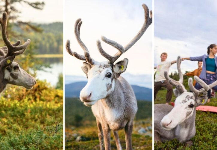 Join Vesku, the World’s First Reindeer Influencer, for Hiking, Swimming, and Yoga