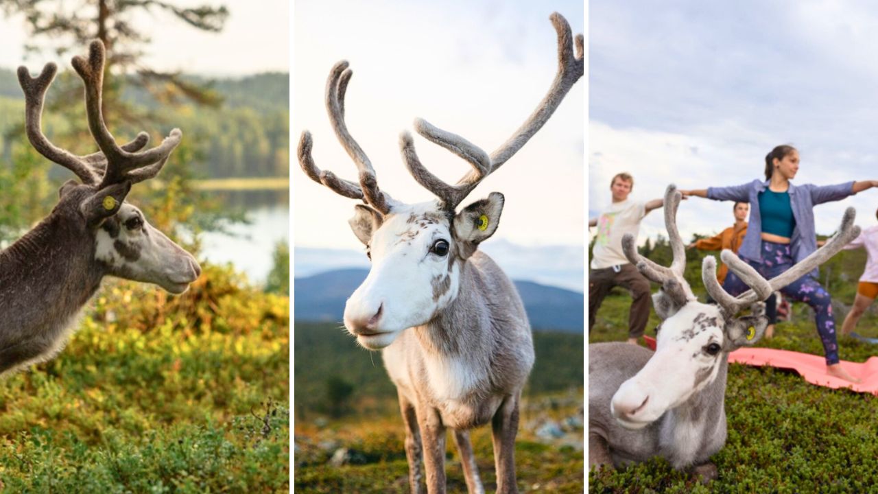 Meet Vesku the first reindeer influencer in Finland