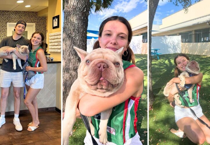 Millie Bobby Brown is Fostering a French Bulldog Named Jabba