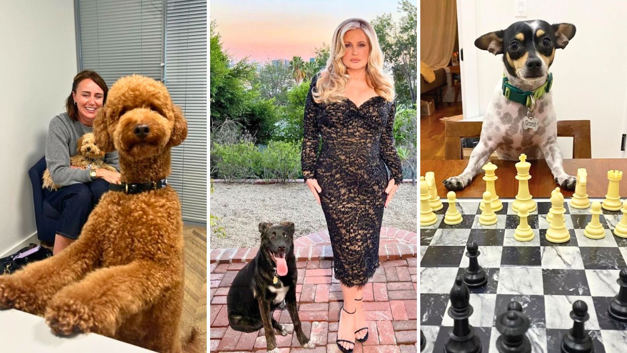Primetime Emmy Awards 2024 Winners Meet Their Celebrity Pets 