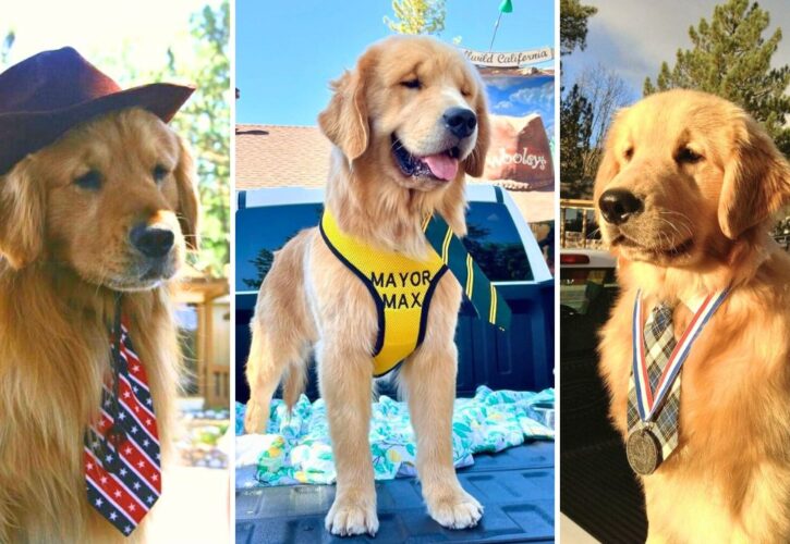 Political Pup Dynasty: A Town in California Elected a Dog as Its Mayor for a Third Time