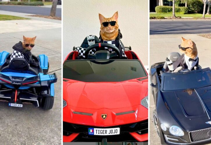 Tiger JoJo Is One Cool Cat With a 12-Car Collection