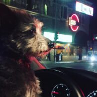 Allen Leech's pet 2016 Driving Dog