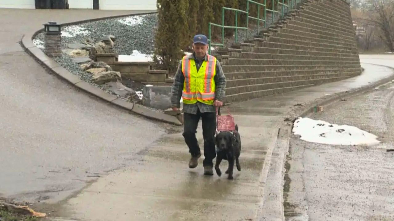 Blind Senior Left Stranded by a Taxi - But His Service Dog Took Him Home