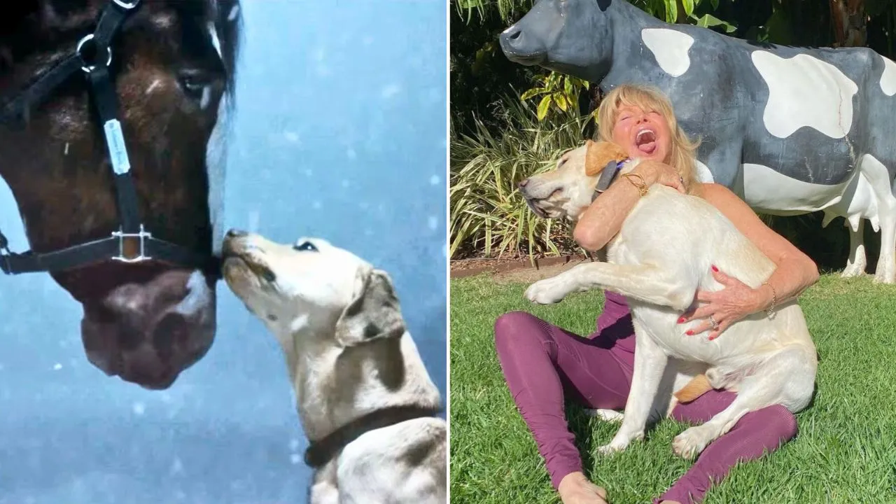 Goldie Hawn and Kurt Russell’s Labrador Starred in Budweiser’s 2024(02)