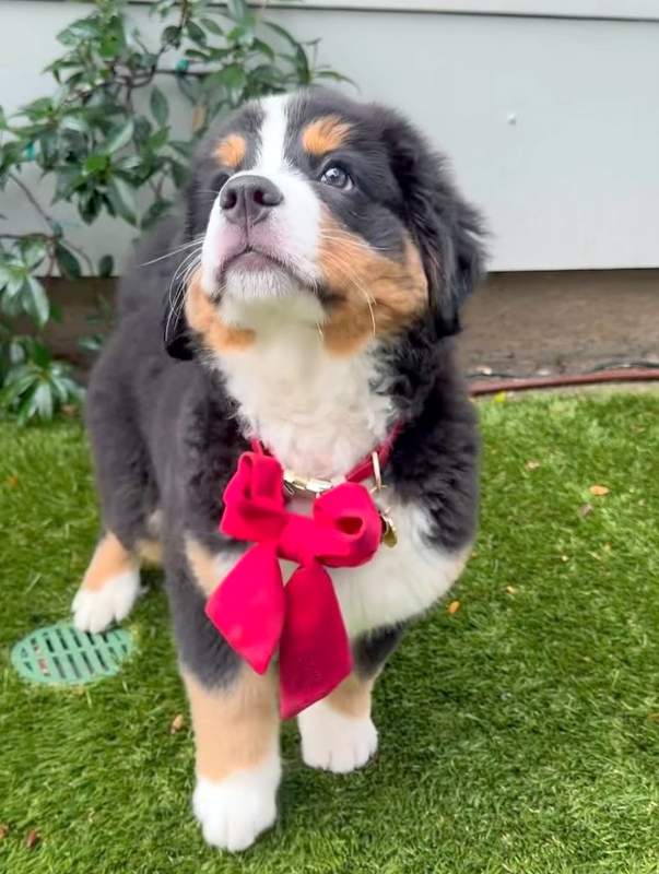 Kyle Richards adopted Bernese Mountain Dog puppy