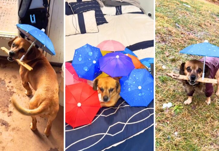 Minion the Rain-Hating Rescue Mutt Delights Millions With His Tiny Umbrella